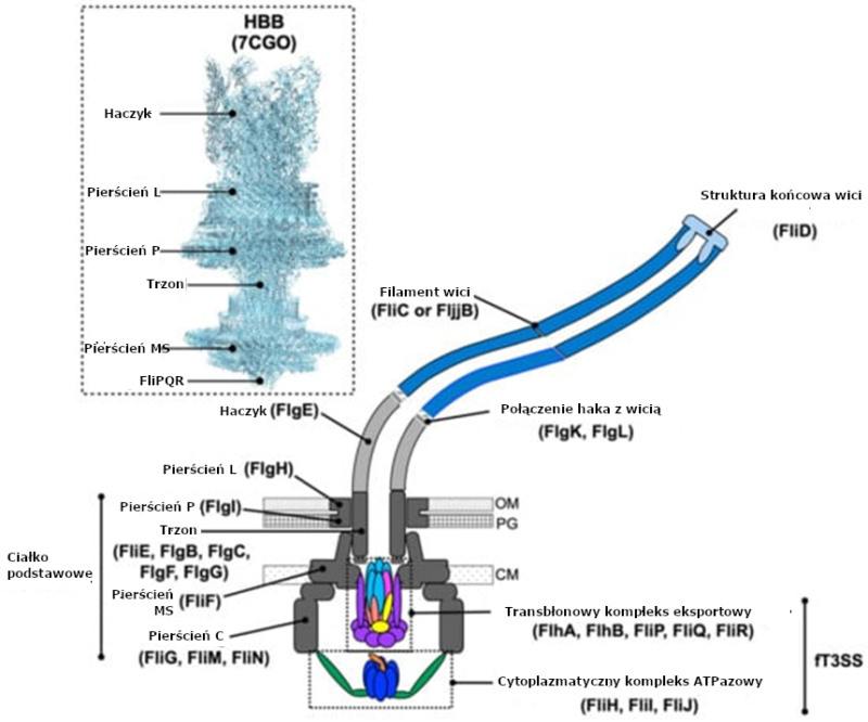 Schemat budowy bakteryjnej wici: filament, hak oraz ciało podstawowe z pierścieniami i kompleksem eksportowym typu III, zakotwiczone w osłonach komórkowych bakterii.