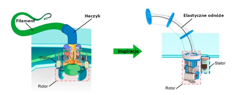 Porównanie bakteryjnej wici z biomimetycznym mikrosilnikiem: po lewej naturalna wić z filamentem, haczykiem, rotorem i statorem, po prawej sztuczna konstrukcja inspirowana tą budową, z elastycznym odnóżem oraz elementami rotora i statora.