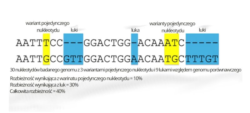 orównanie dwóch sekwencji DNA (30 nukleotydów) z trzema wariantami SNV i dziewięcioma lukami, ilustrujące 40% łącznej rozbieżności sekwencji.