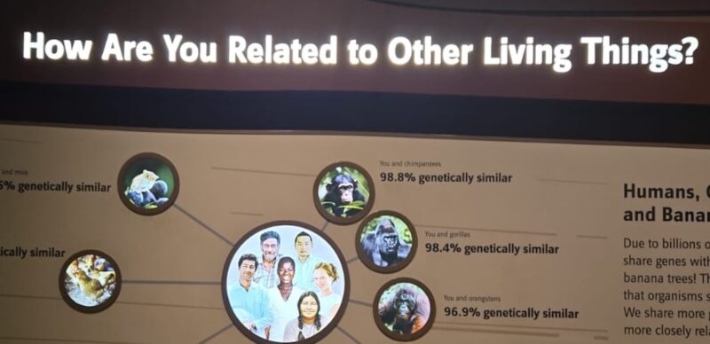 Plansza edukacyjna przedstawiająca schemat pokrewieństwa genetycznego człowieka z innymi organizmami, z wizerunkami ludzi i małp oraz podanymi procentami podobieństwa genetycznego.
