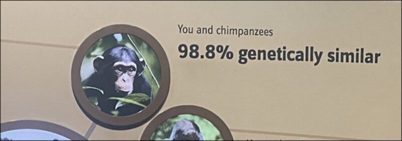 Fragment planszy edukacyjnej z wizerunkiem szympansa w okrągłej ramce oraz napisem „Ty i szympansy – 98,8% podobieństwa genetycznego”, informującym o wysokim stopniu podobieństwa genetycznego między ludźmi a szympansami.