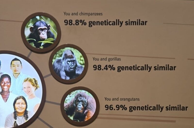 Fragment planszy edukacyjnej pokazującej procentowe podobieństwo genetyczne człowieka do innych naczelnych, z wizerunkami szympansa, goryla i orangutana oraz podanymi wartościami podobieństwa genetycznego.