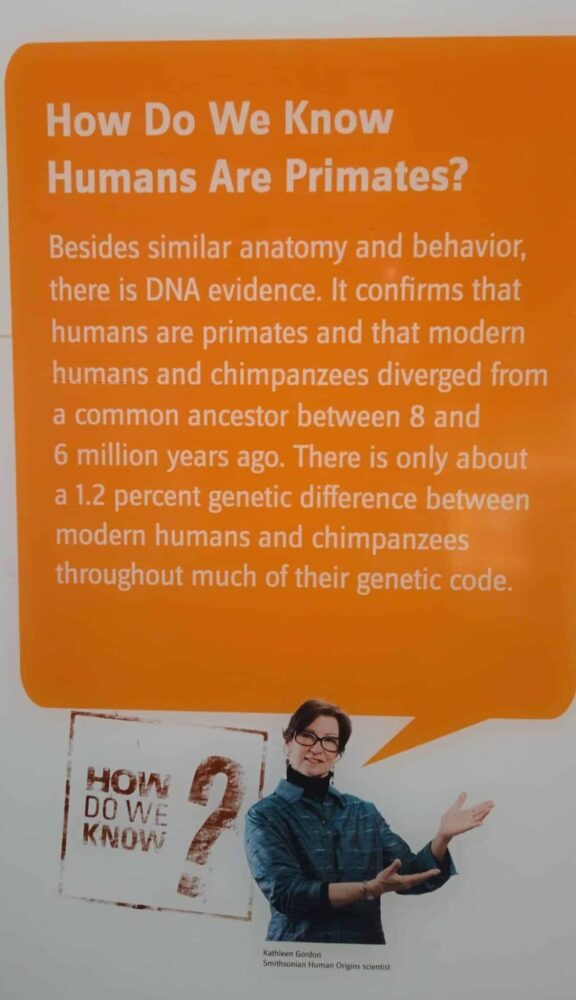 Plansza edukacyjna z dużym pomarańczowym polem tekstowym wyjaśniającym, że ludzie należą do naczelnych, na podstawie podobieństw anatomicznych, zachowania oraz danych genetycznych; u dołu widoczna osoba gestykulująca, jakby objaśniała treść planszy.