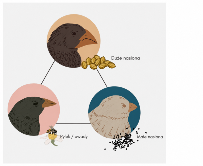 Trzy sylwetki głów zięb rozmieszczone są na wierzchołkach trójkąta. Każdej odpowiada inny rodzaj pokarmu: u góry duże nasiona, na dole po lewej pyłek i owady, a na dole po prawej małe nasiona. Ilustracja pokazuje trzy odmienne typy przystosowania dzioba do sposobu odżywiania się.