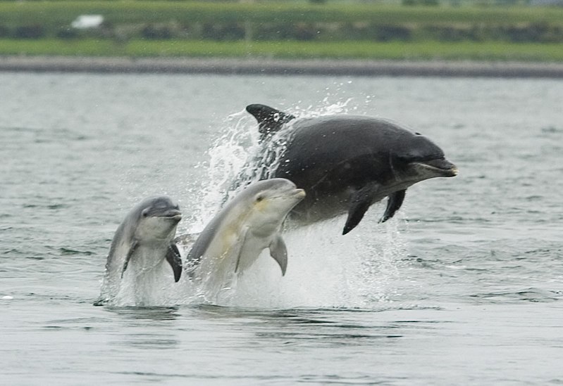 Nauka techniki zdobywania pożywienia u delfinów jako przykład nowych odkryć w dziedzinie zachowań behawioralnych zwierząt<span class="wtr-time-wrap after-title">Czas czytania: <span class="wtr-time-number">3</span> min </span>