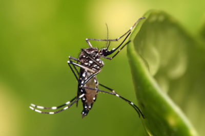 Naukowcy wykazali, że pojedynczy gen może przekształcić samice komara w płodne samce