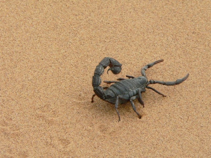 Najstarszy skorpion a dekadencja ewolucjonizmu<span class="wtr-time-wrap after-title">Czas czytania: <span class="wtr-time-number">10</span> min </span>