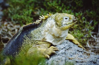 Los teorii ewolucji pozbawionej koncepcji doboru naturalnego