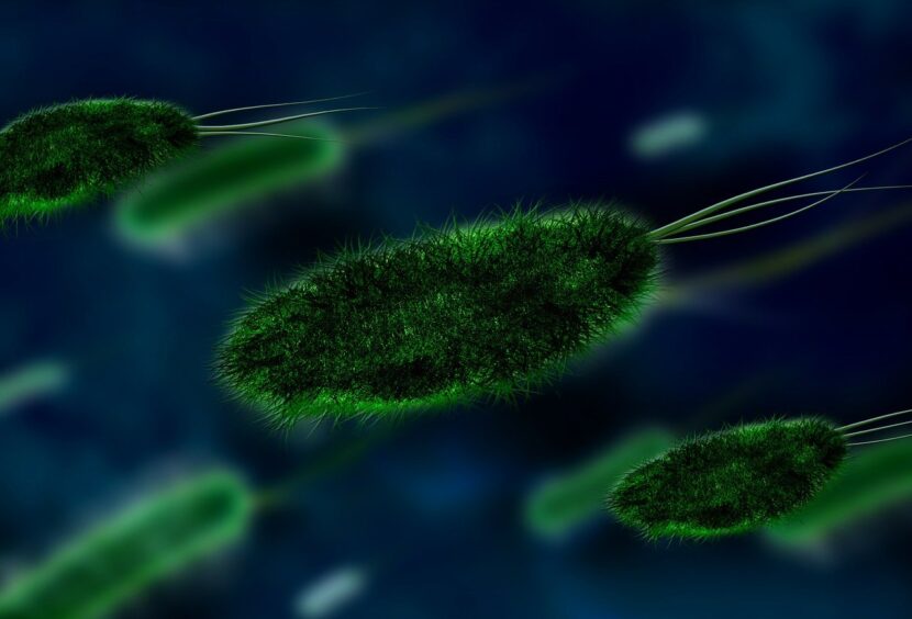 Ślady zamysłu inżynieryjnego w budowie wici bakteryjnej. Część 1