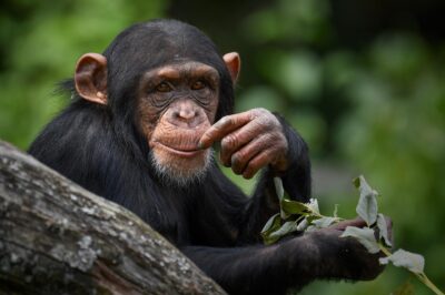 Dodatkowa metoda analizy potwierdza, że genomy człowieka i szympansa różnią się o około 15%