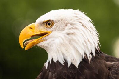 W poszukiwaniu zintegrowanej teorii życia