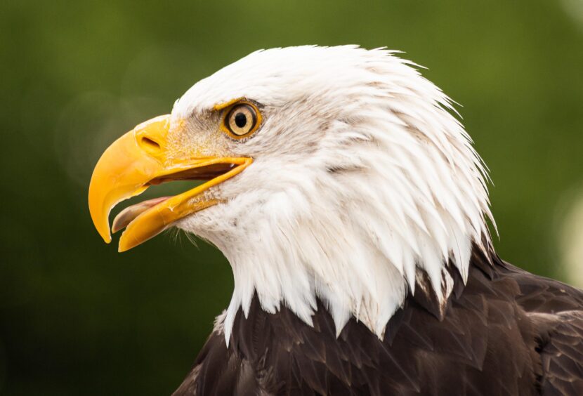 W poszukiwaniu zintegrowanej teorii życia