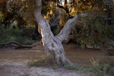 Max Telford, autor książki „The Tree of Life”, pomija hipotezę projektu