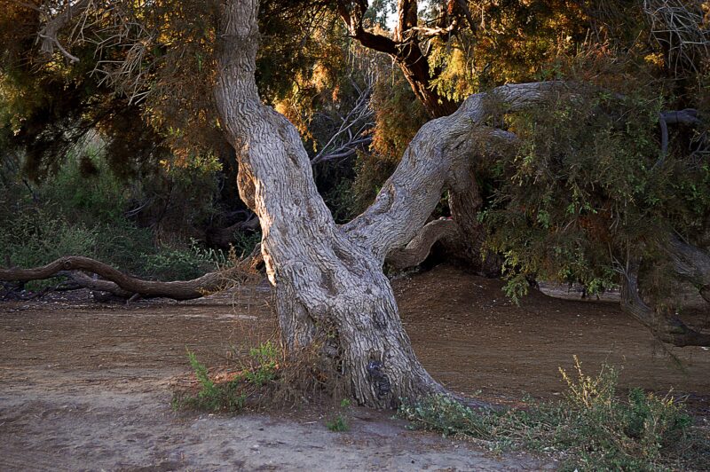 Max Telford, autor książki „The Tree of Life”, pomija hipotezę projektu<span class="wtr-time-wrap after-title">Czas czytania: <span class="wtr-time-number">12</span> min </span>