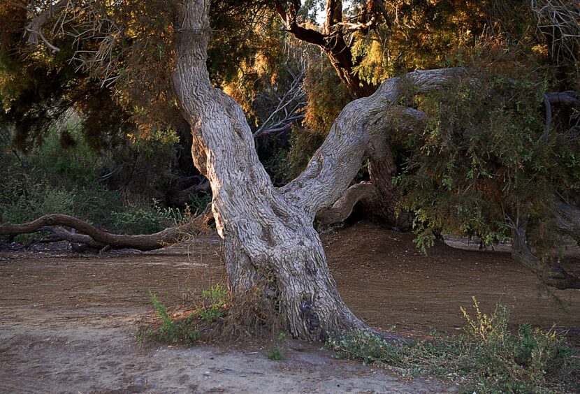 Max Telford, autor książki „The Tree of Life”, pomija hipotezę projektu