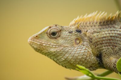 Przeddarwinowski argument teleologiczny Jamesa Clerka Maxwella zwiastujący nowoczesną teorię inteligentnego projektu